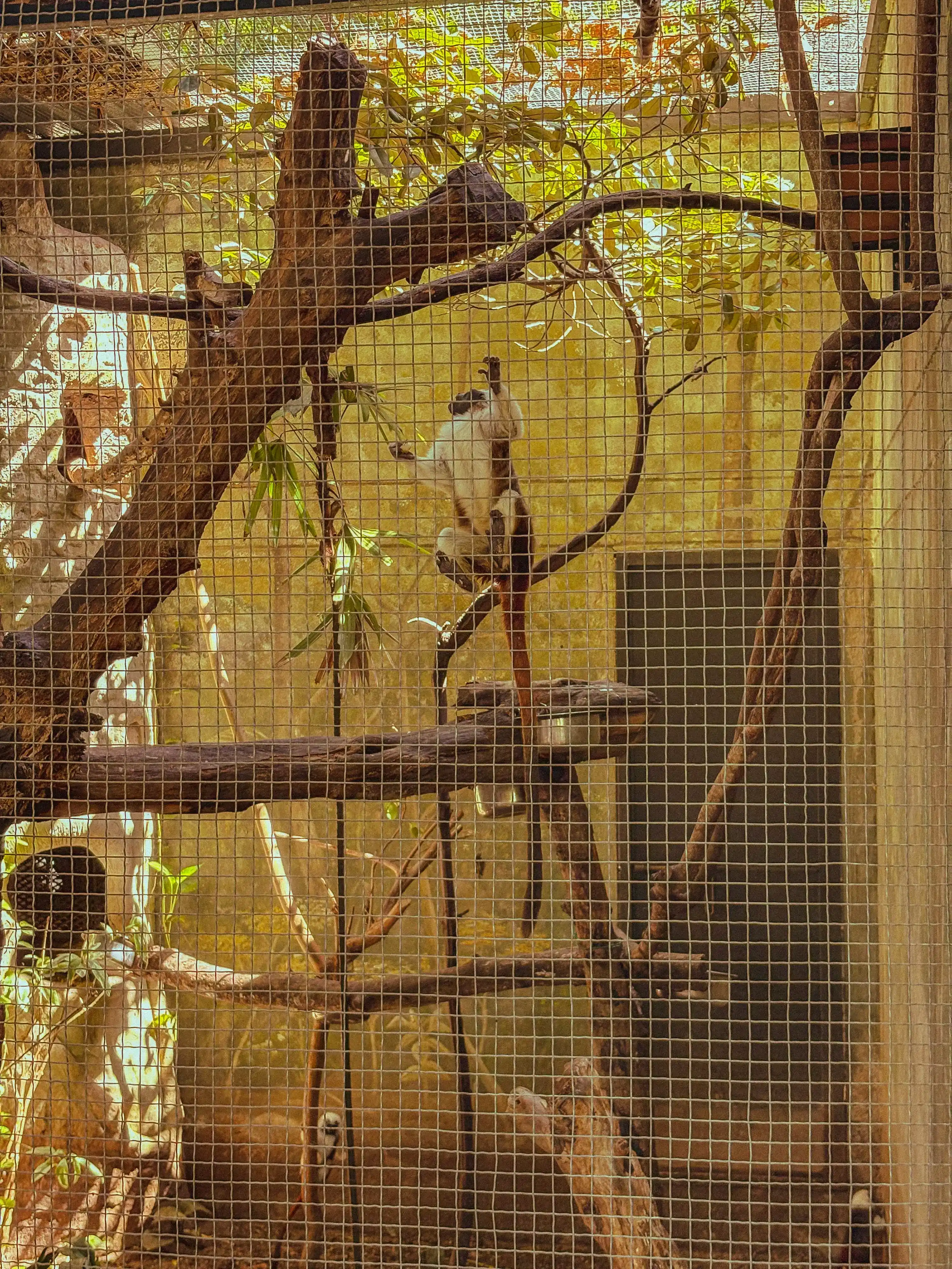 El mono y la peonía